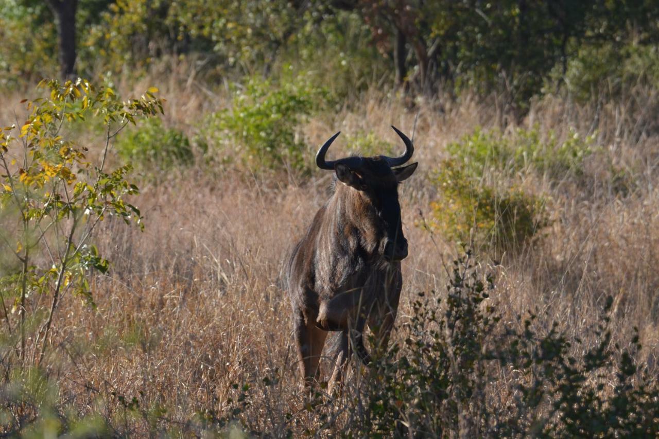 Mzsingitana Tented Camp Hoedspruit Exterior foto