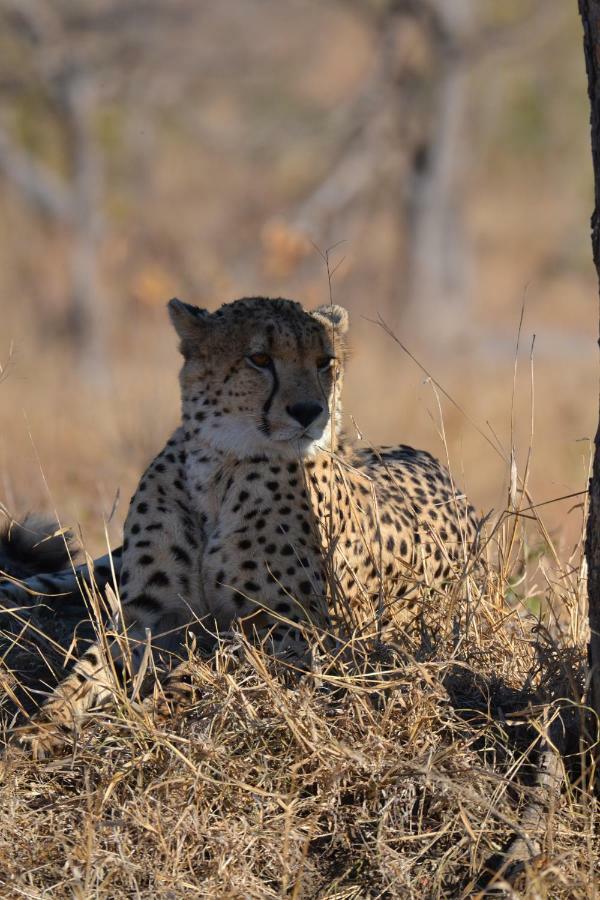 Mzsingitana Tented Camp Hoedspruit Exterior foto