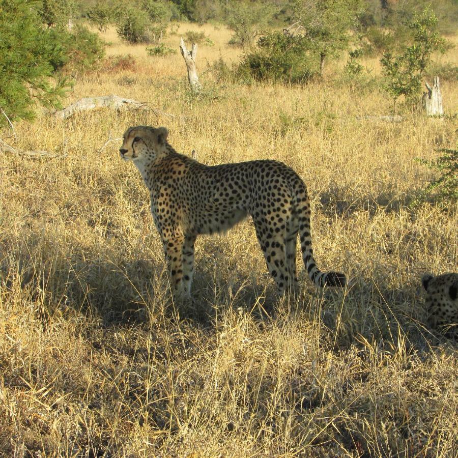 Mzsingitana Tented Camp Hoedspruit Exterior foto
