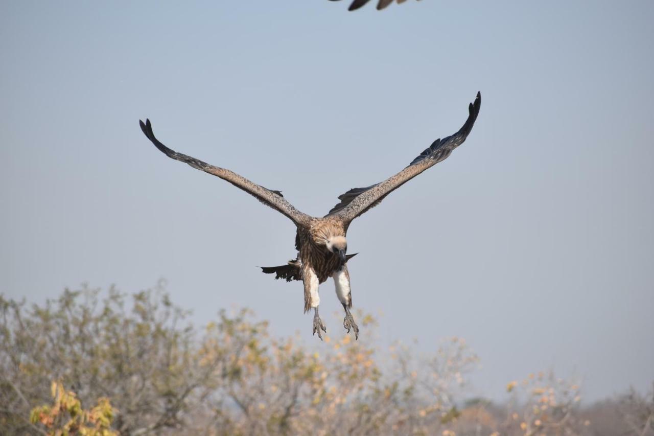 Mzsingitana Tented Camp Hoedspruit Exterior foto