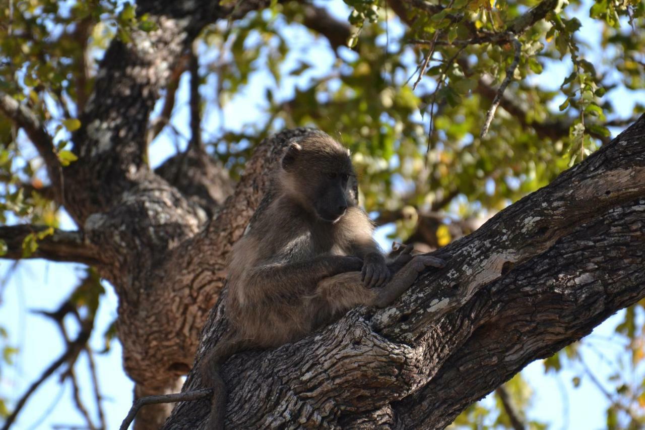 Mzsingitana Tented Camp Hoedspruit Exterior foto